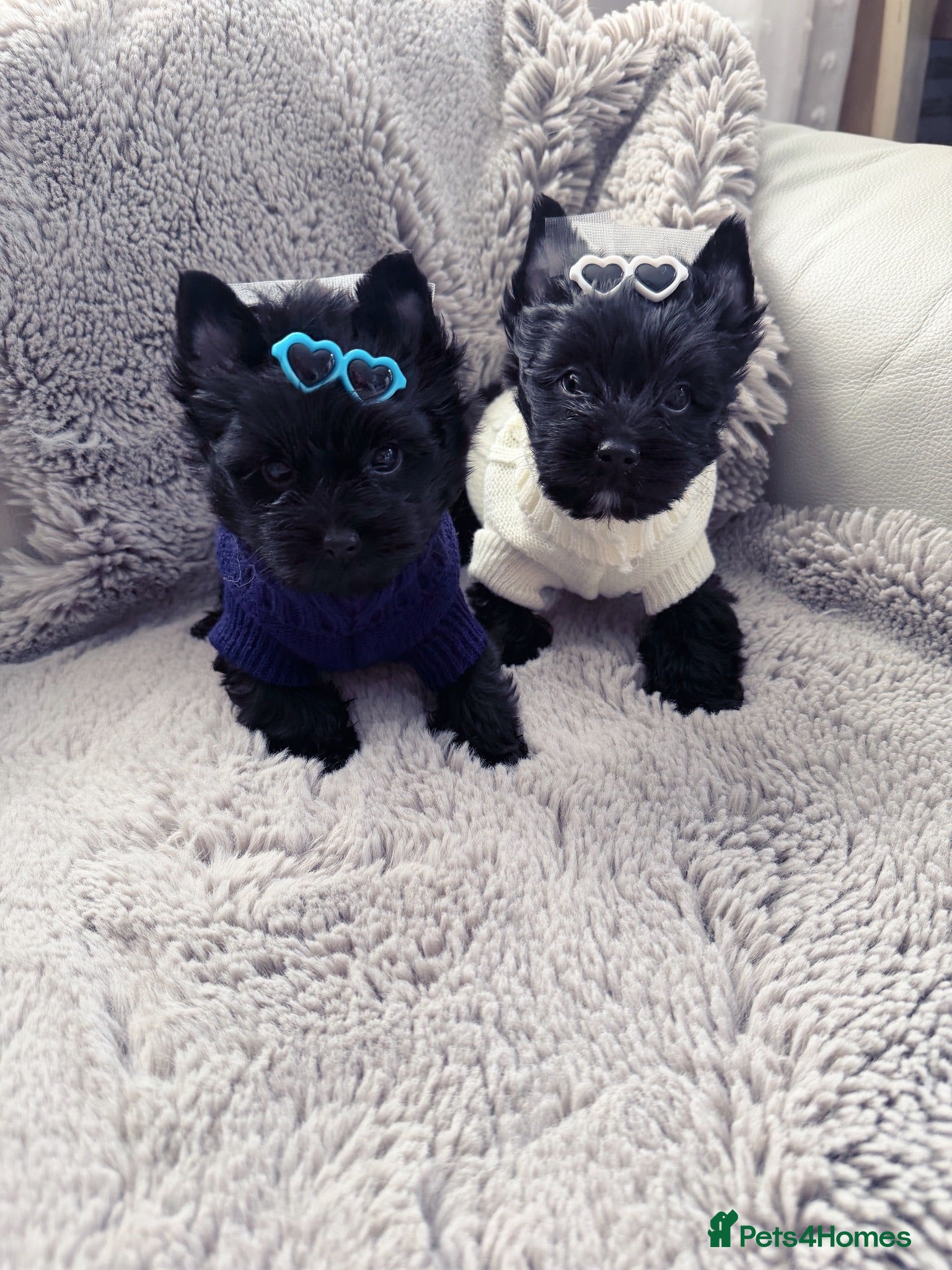 Yorkshire Terrier dogs Mini Yorkshire Terrier Boys last one ready to go - Advert 11