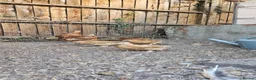 Chickens poultry for sale: Hybrid Chicks For Sale - Advert 4