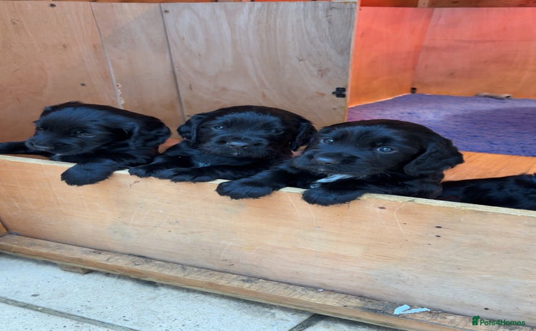Cocker Spaniel dogs - Advert 7