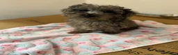 Miniature Poodle dogs for sale: I have two amazing puppies  in Enfield - Advert 7