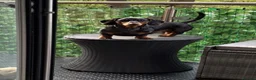 Miniature Dachshund dogs for stud: Miniature Dachshund stud in Bracknell - Advert 3