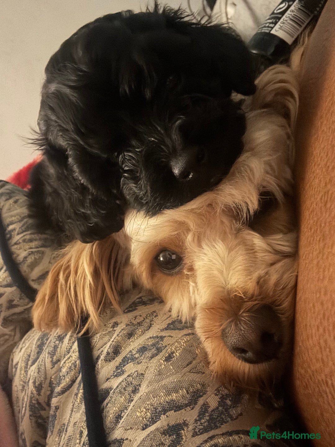 Cavapoochon dogs for sale: Toy Cavapoochons F1B - Advert 10