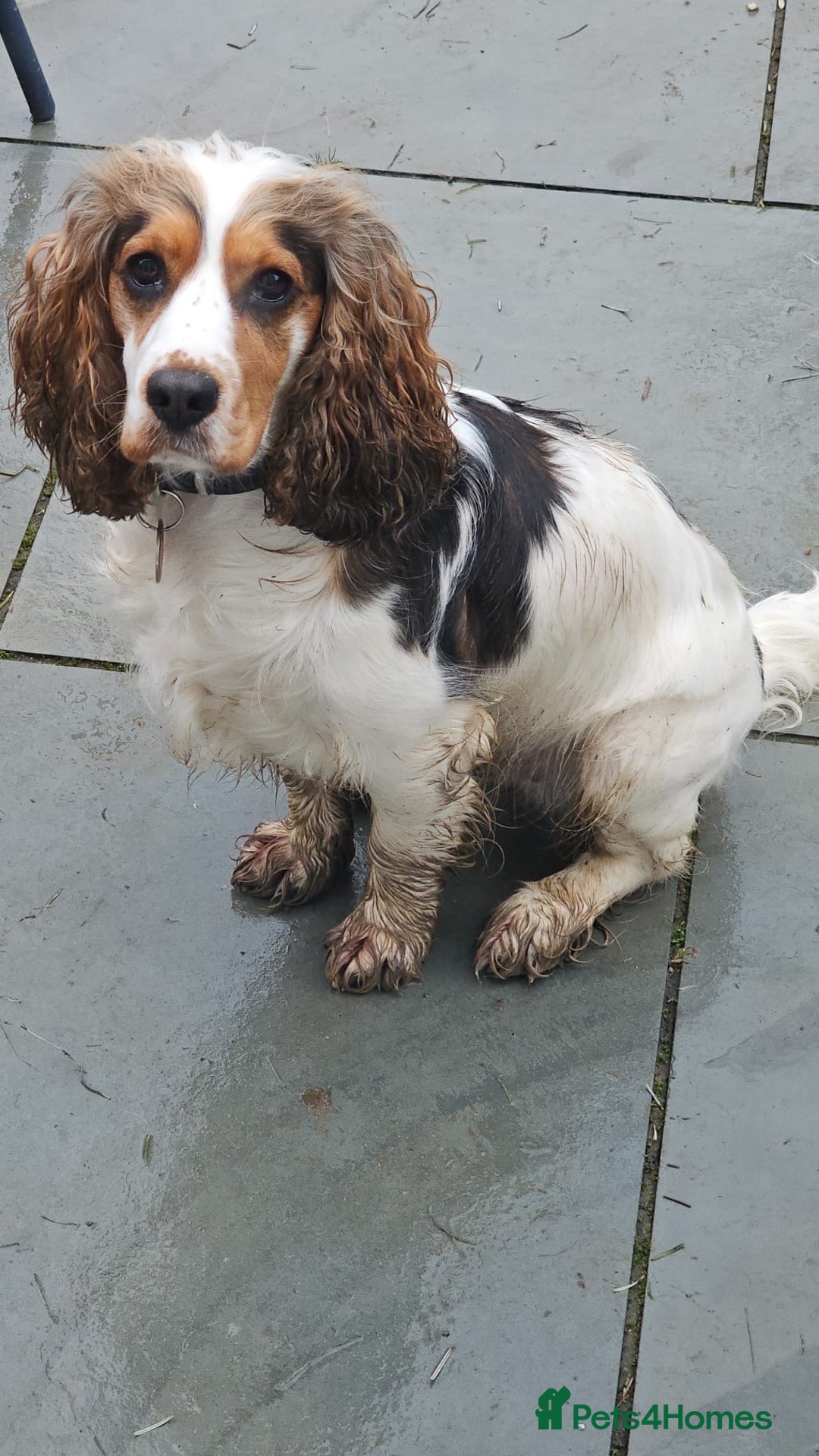 Cocker Spaniel dogs for sale: Fantastic Show / Working Cocker Spaniels - Advert 11