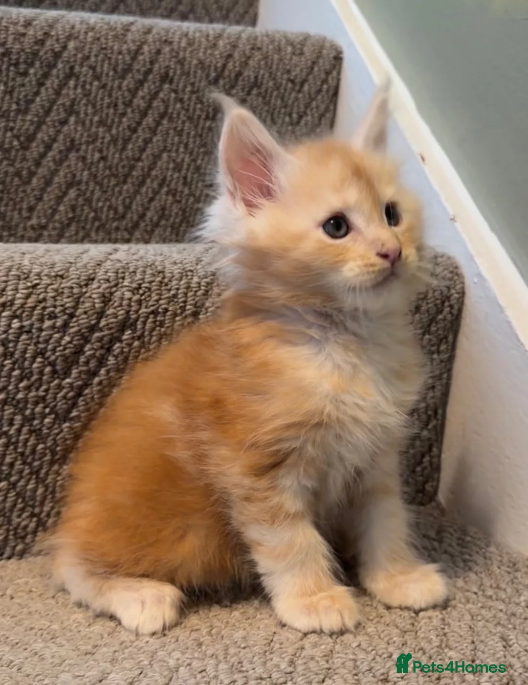 Maine Coon cats for sale: Maine coon kittens READY NOW in Dorking - Advert 22