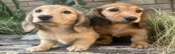 Miniature Dachshund dogs for sale: Cream long haired miniature dachshunds  - Advert 8