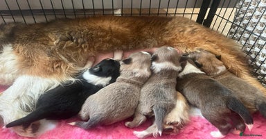 Border Collie dogs - Advert 10