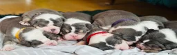 Dorset Olde Tyme Bulldogge dogs for sale: Beautiful true to the breed amazing quality🦍 in Treorchy - Advert 15
