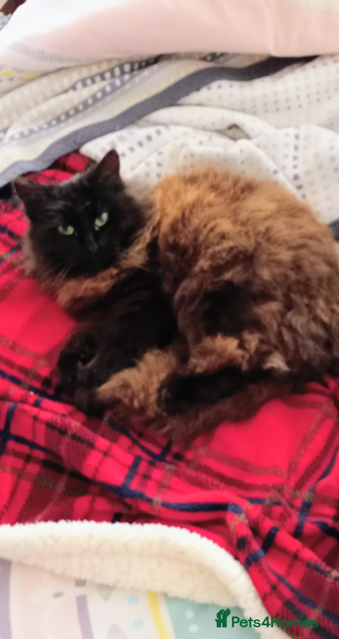 Ragdoll cats for sale: Female ragdoll cat in Godalming - Advert 1