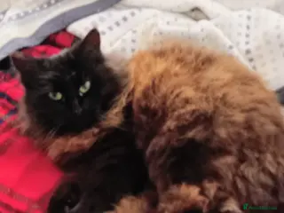 Ragdoll cats Female ragdoll cat - Advert 6