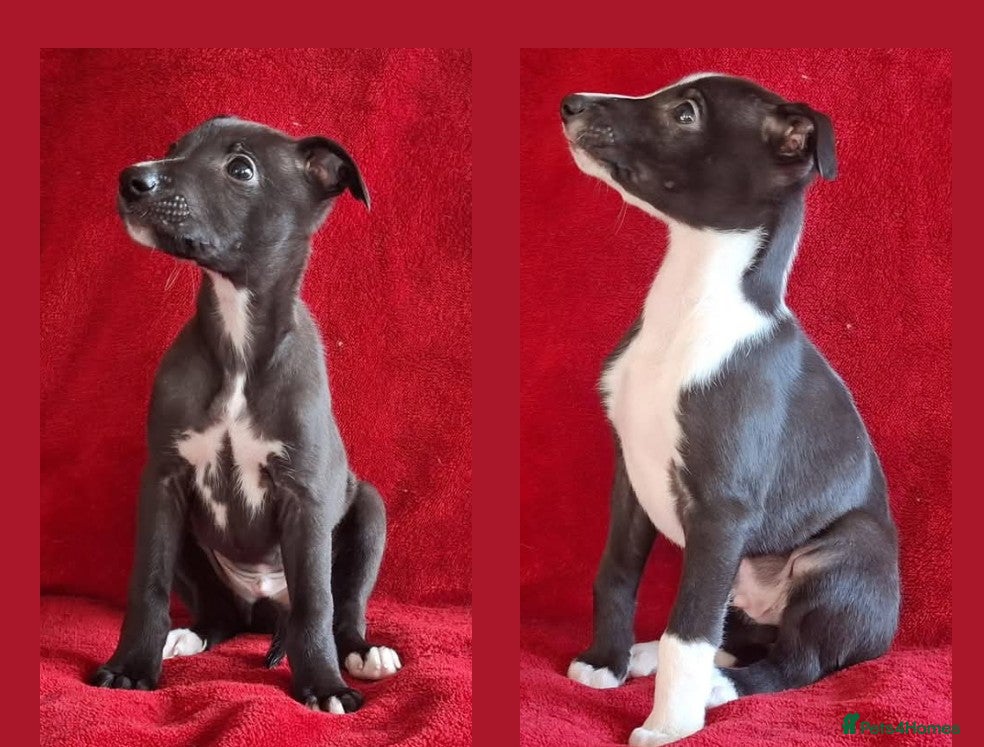 Whippet dogs  Whippet puppies  - Advert 2