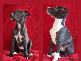 Whippet dogs Sporting bred whippet puppies - Advert 1