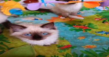 Ragdoll cats - Advert 11