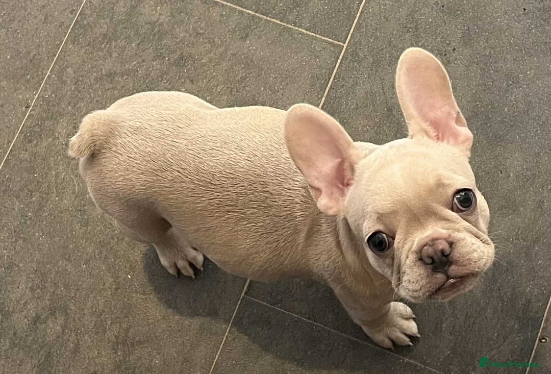 French Bulldog dogs for sale: Beautiful non kc female  - Image 30