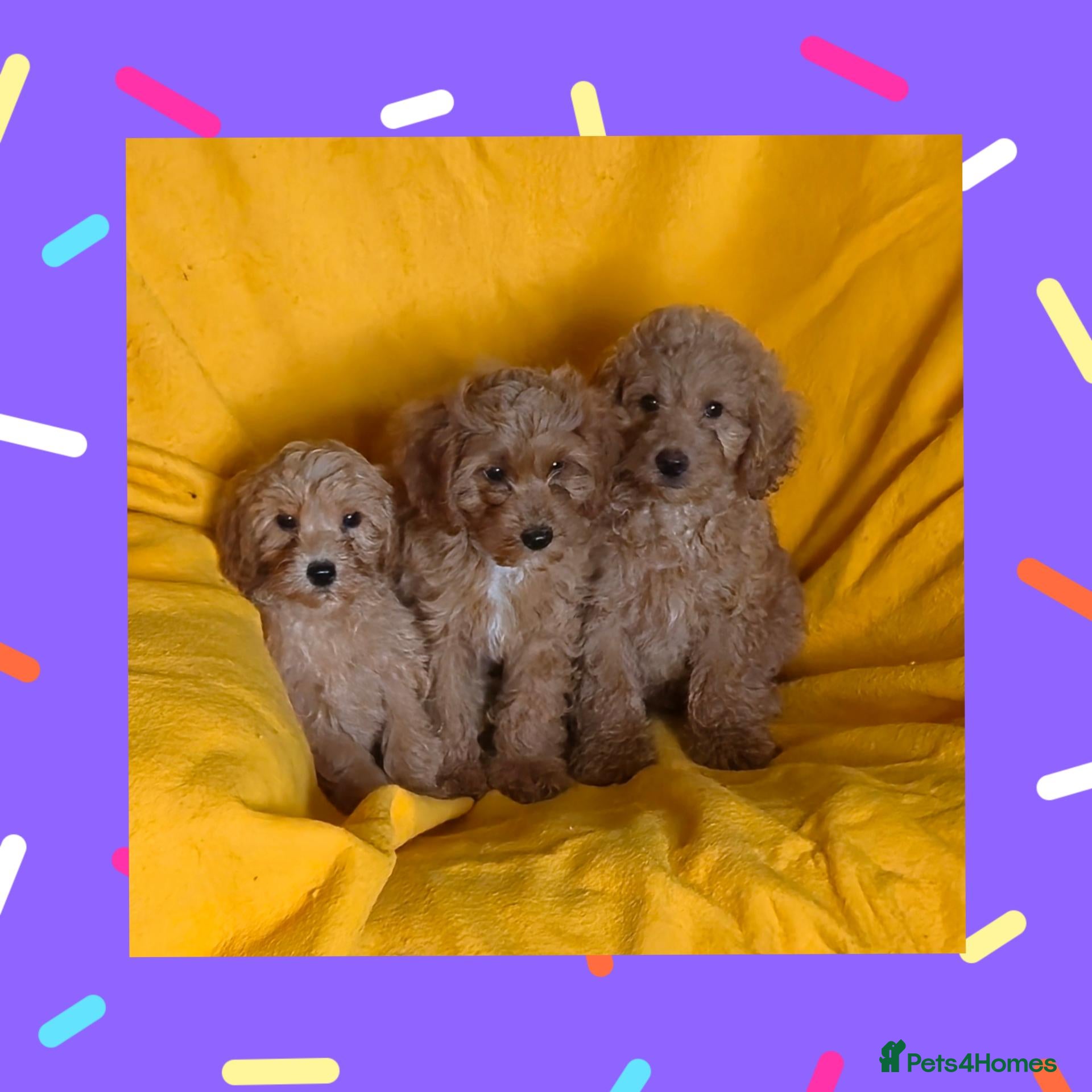 Cavapoo dogs Beautiful Cavapoo Puppies  - Advert 1