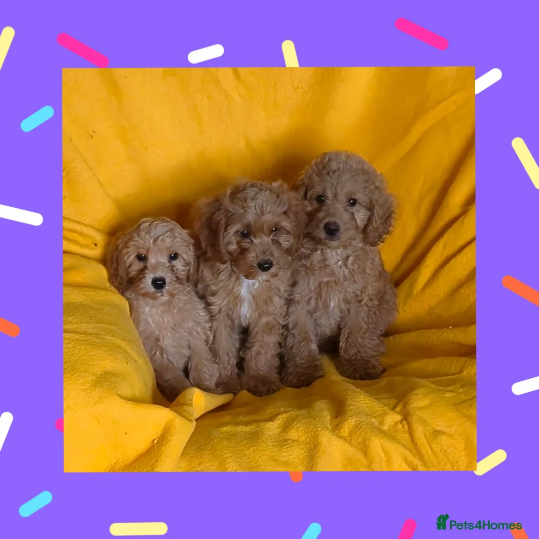 Cavapoo dogs for sale: Beautiful Cavapoo Puppies  - Advert 1