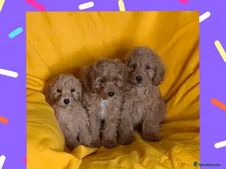 Cavapoo dogs Beautiful Cavapoo Puppies - Advert 4