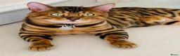 Bengal cats for sale: High Quality Bengal Kittens  in Chigwell - Advert 14
