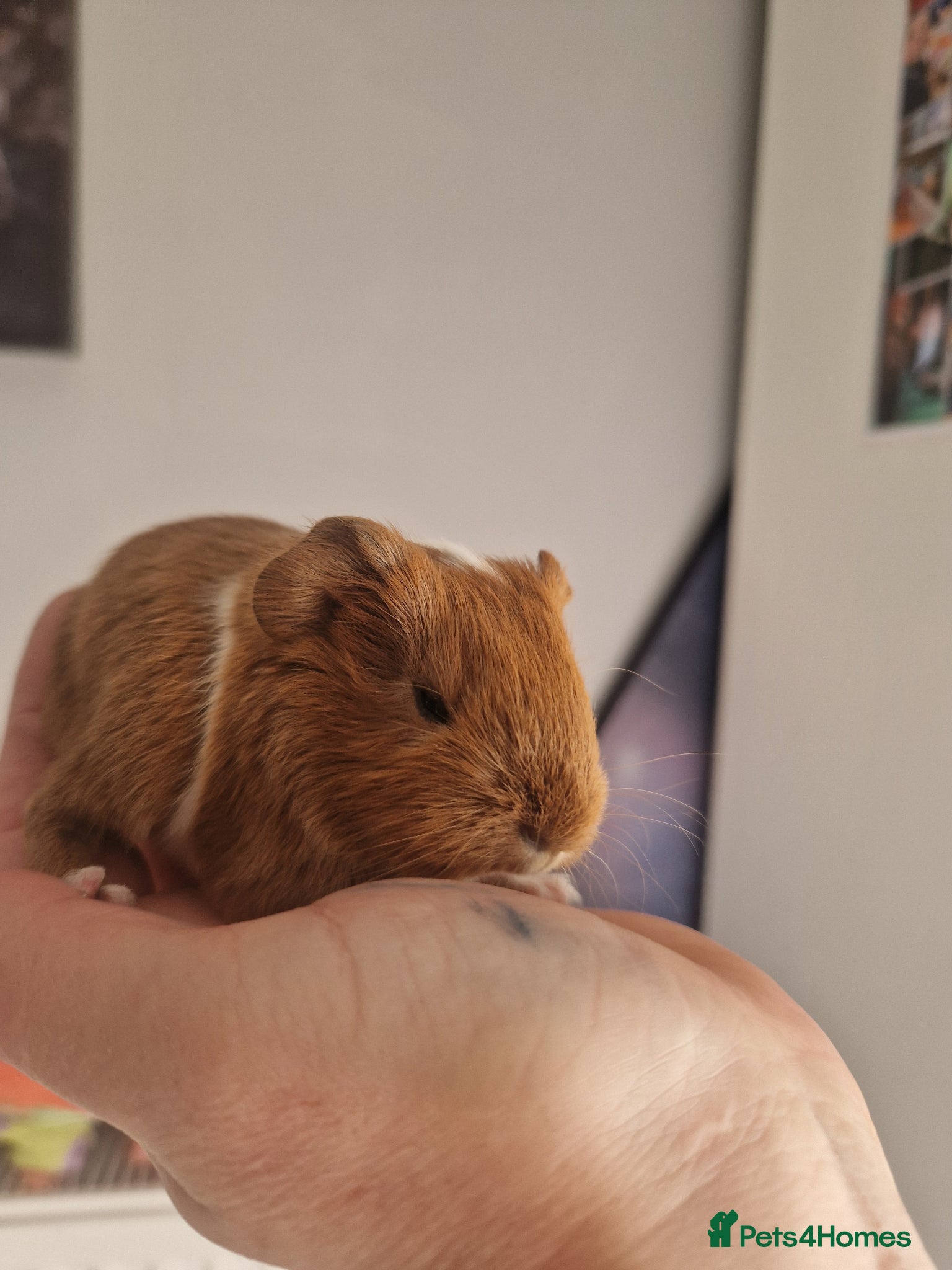 Guinea Pig rodents Baby Guinea Pigs READY NOW  - Advert 19