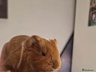 Guinea Pig rodents Baby Guinea Pigs READY NOW - Advert 19
