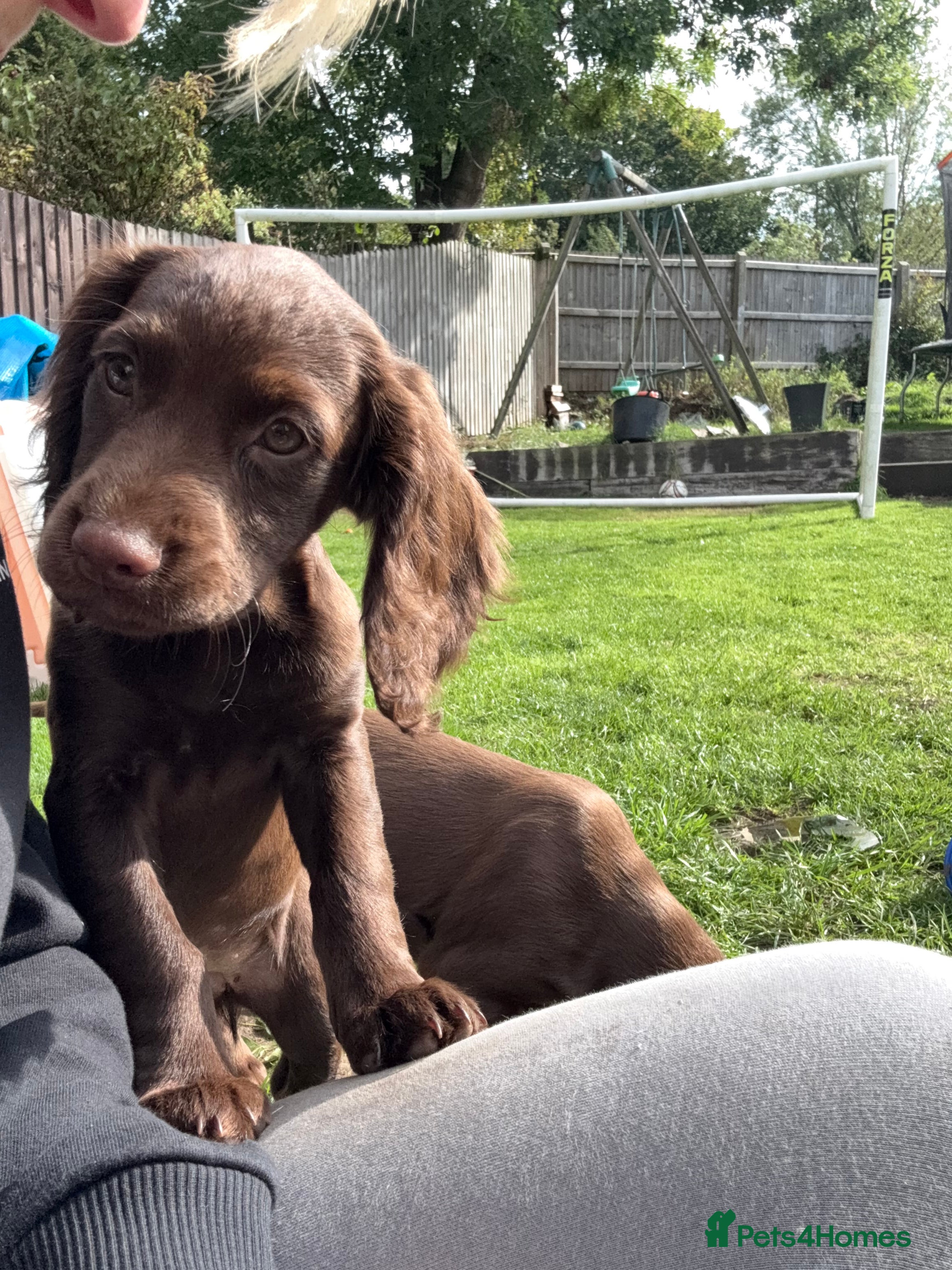 Cocker Spaniel dogs Cocker spaniel  - Advert 1