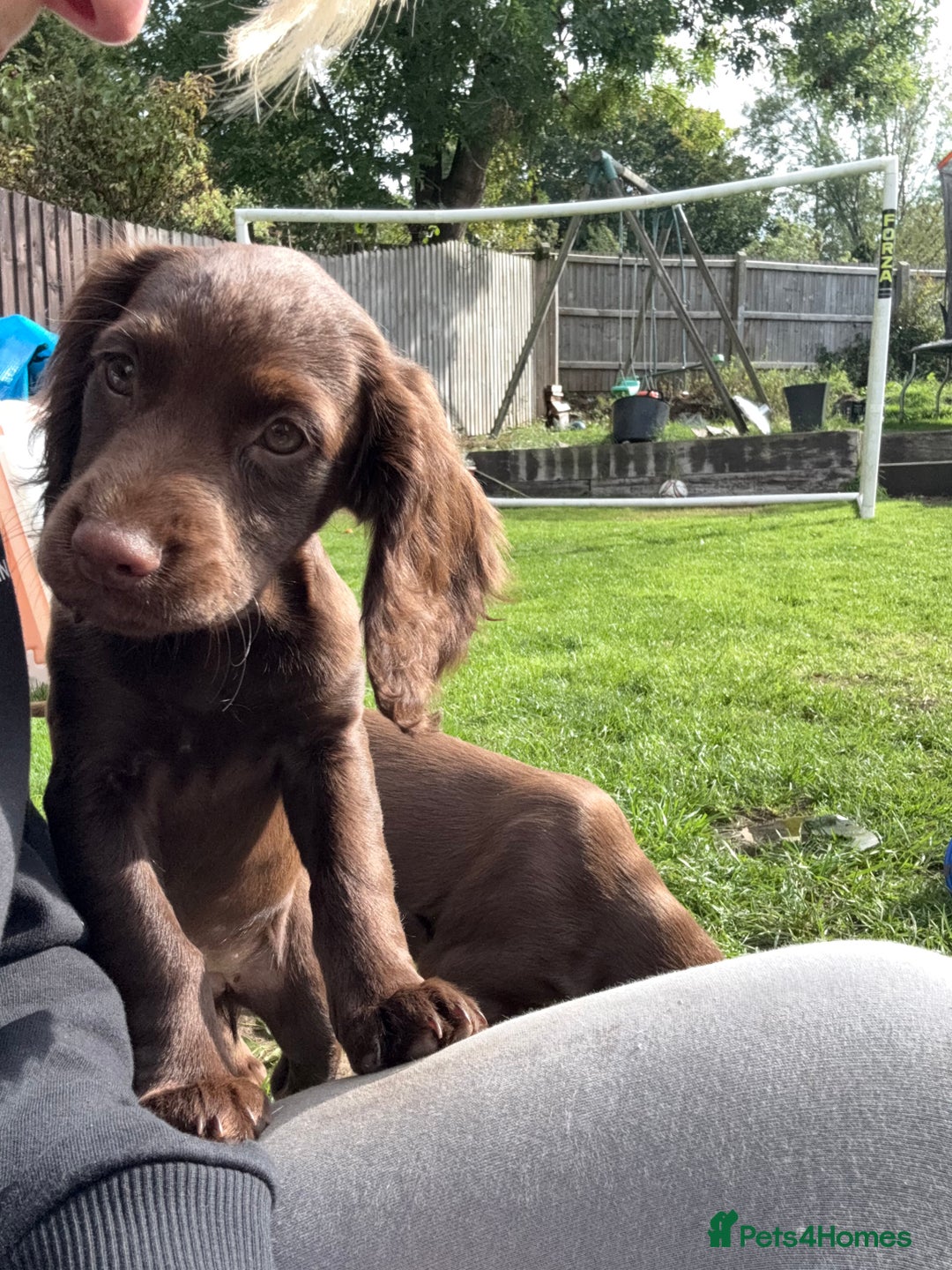 Cocker Spaniel dogs for sale: Cocker spaniel  - Advert 1