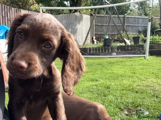 Cocker Spaniel dogs Cocker spaniel - Advert 2