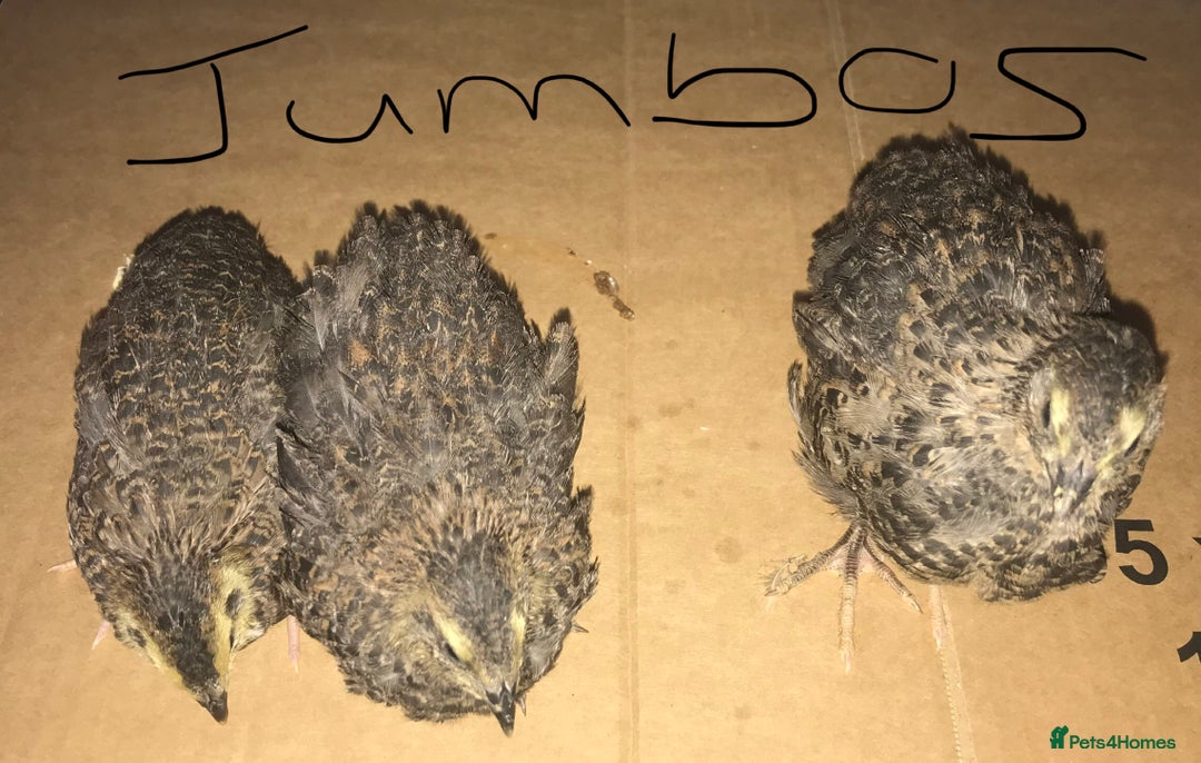 Quail poultry for sale: JUMBO QUAIL CHICKS & SEXED JUMBOS ! - Image 24
