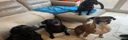 Boxer dogs for sale: Re-home our boxer  - Advert 12