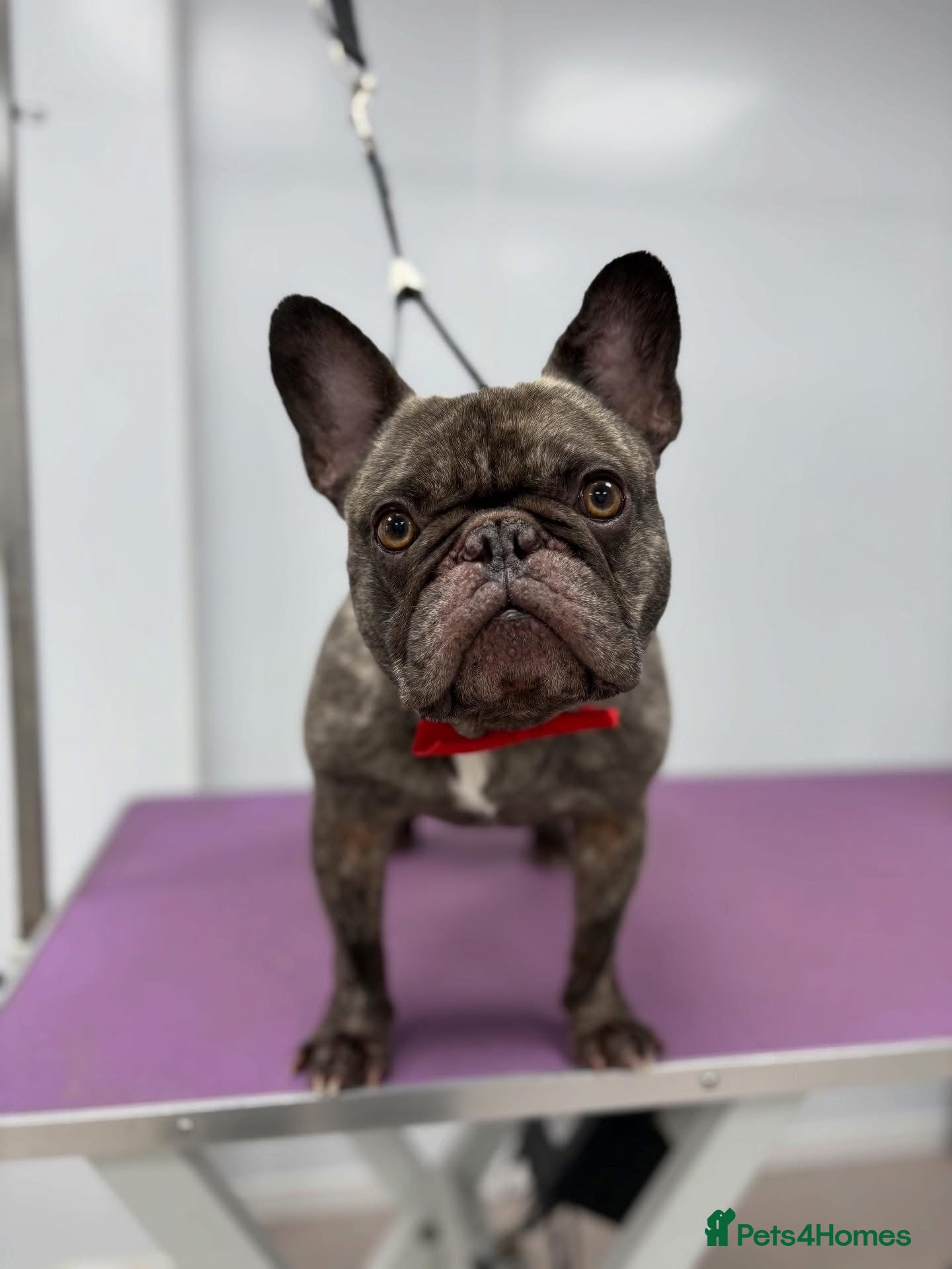 French Bulldog dogs Male frenchbulldog  - Advert 1