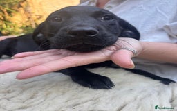 Mixed Breed dogs for sale: 3 Male, Black Labrador Cross puppies  - Image 11