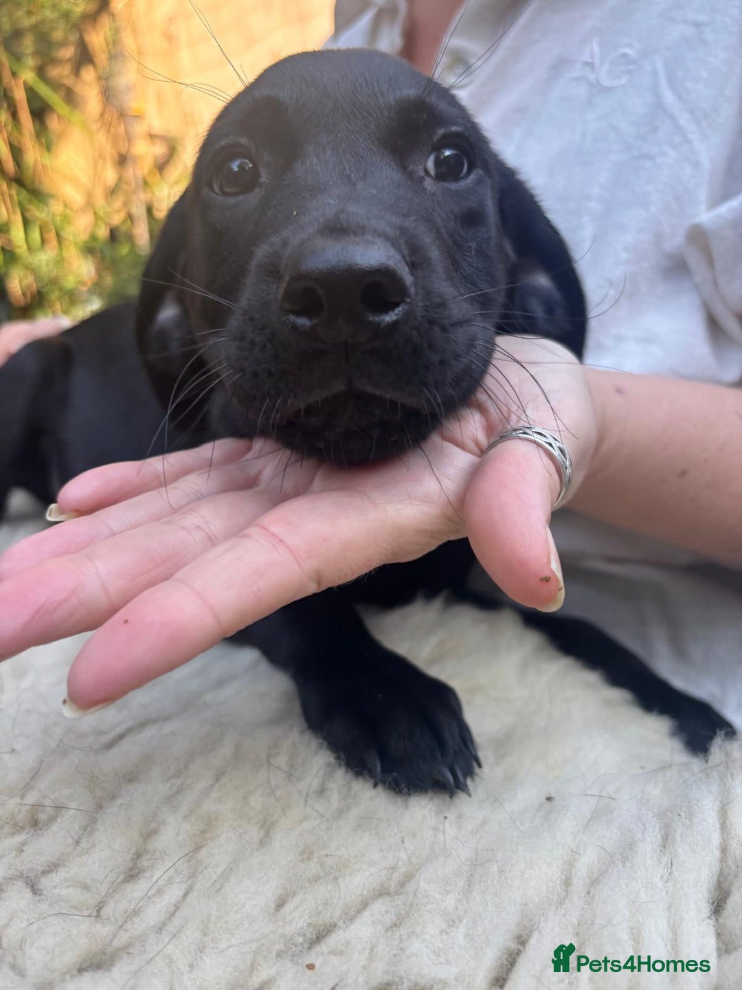 Mixed Breed dogs for sale: 3 Male, Black Labrador Cross puppies  - Image 11