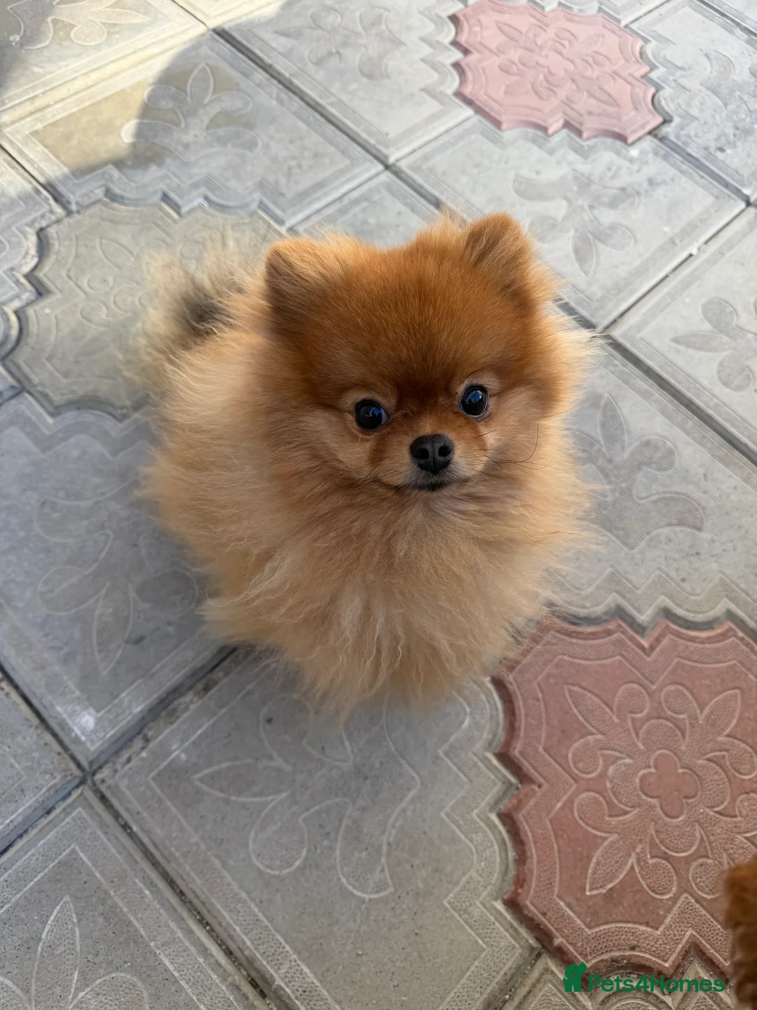 Pomeranian dogs for sale: 2 kg teddy bear boy looking for home🏡 - Advert 5