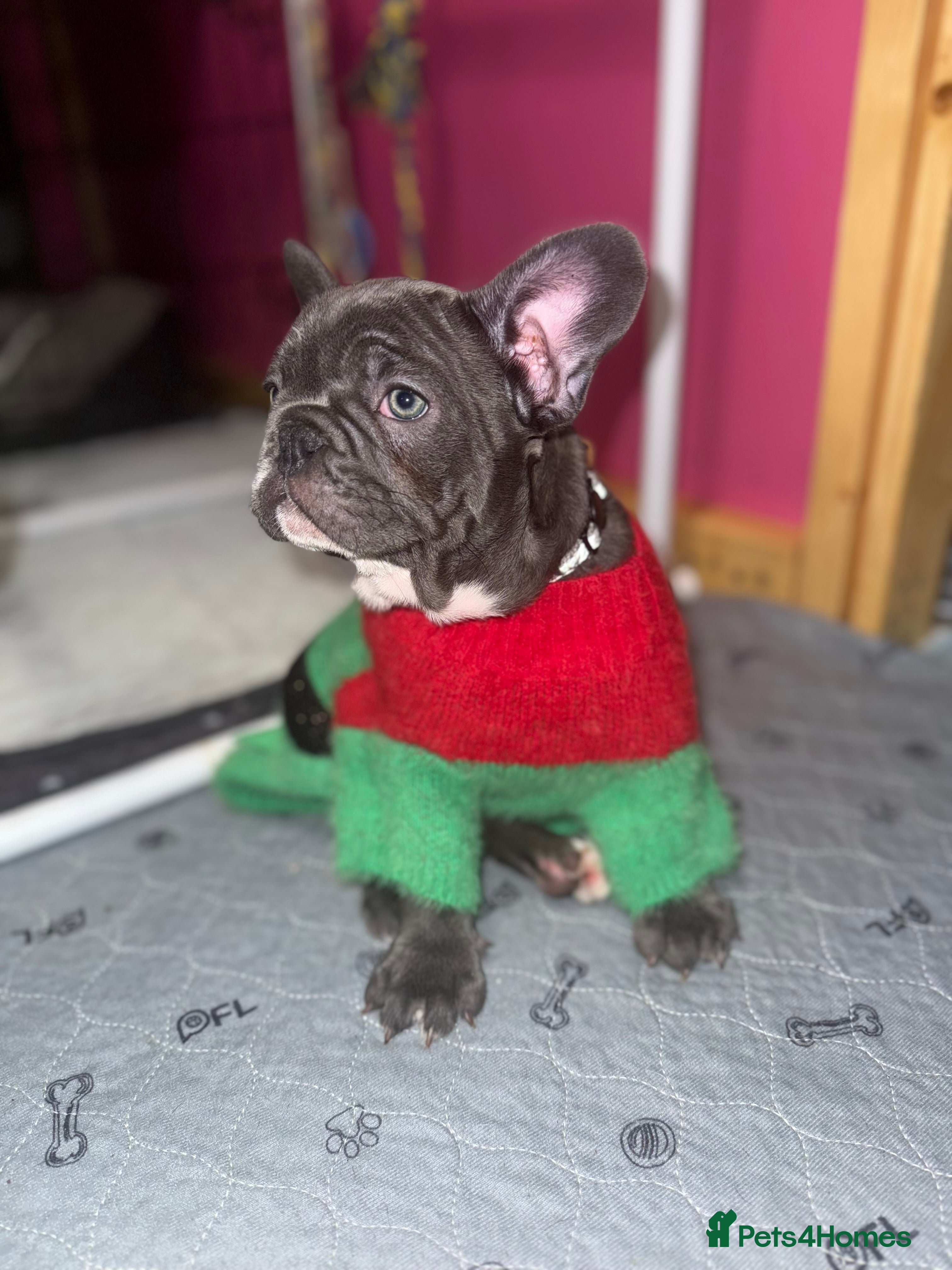 French Bulldog dogs 2 female French Bulldog –14 weeks old💙 🐾 - Advert 13