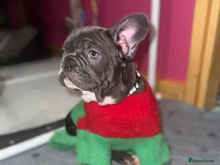 French Bulldog dogs 2 female French Bulldog –14 weeks old💙 🐾 - Advert 2
