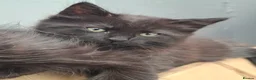 British Longhair cats for sale: Cute fluffy black/ brown kittens  - Advert 11
