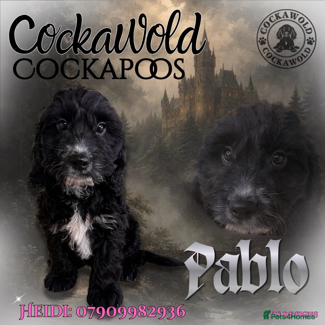 Cockapoo dogs 💖 Exceptional F1 Cockapoo Puppies 💖  - Advert 1