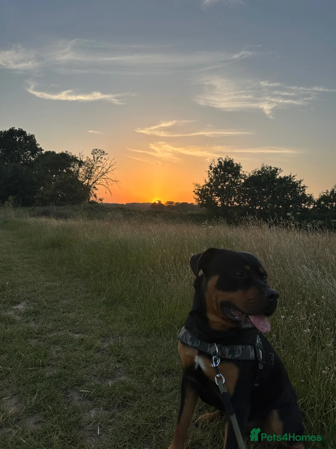 Mixed Breed dogs for sale: 10 Month-Old Rottweiler x Staffy - Advert 1