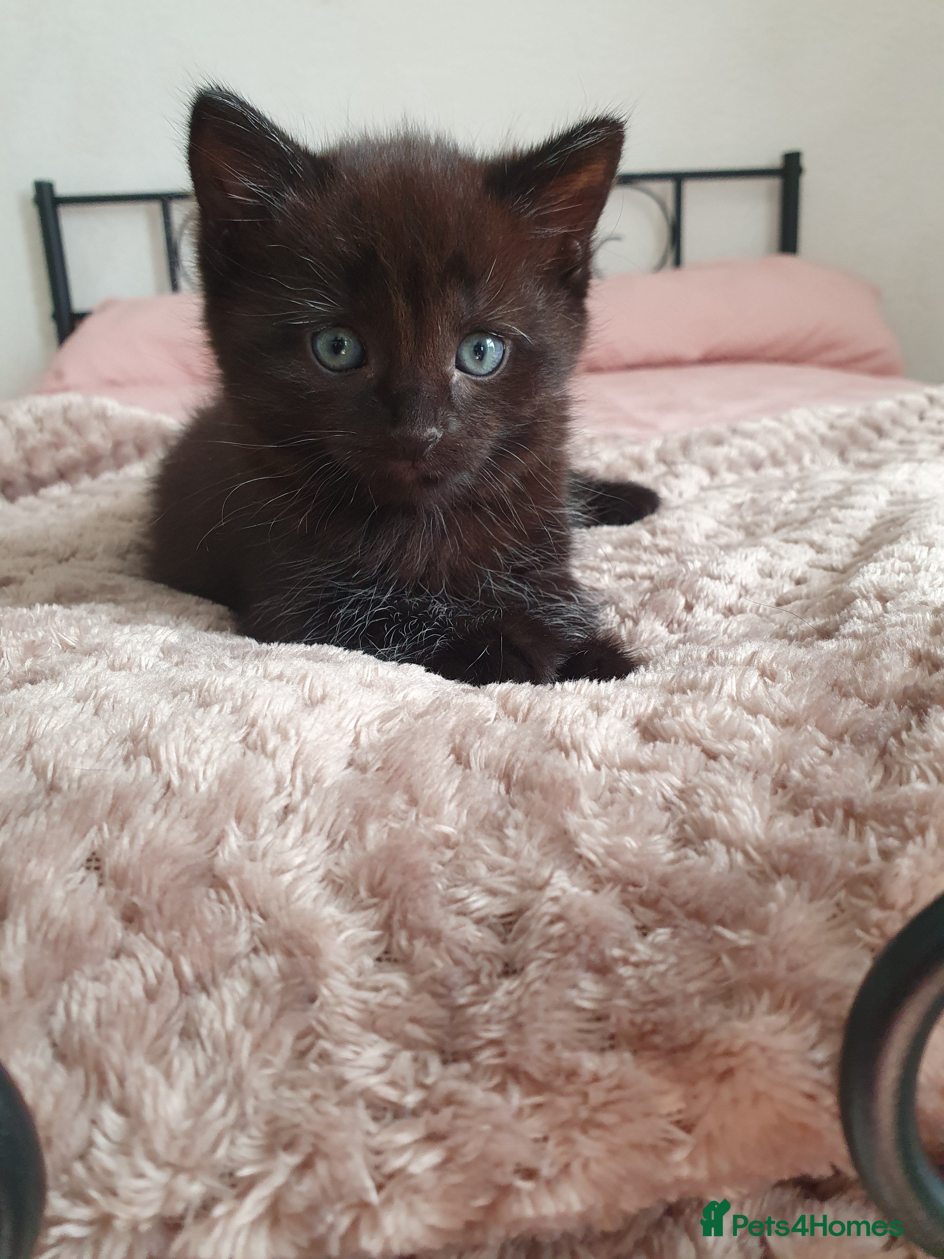 Mixed Breed cats Ms Svetlana - Advert 2