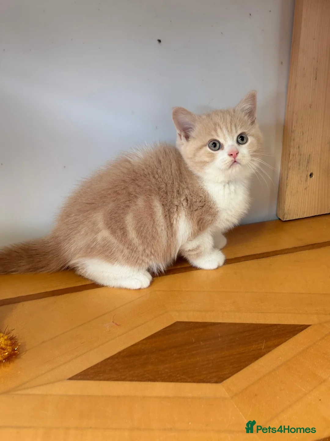 British Shorthair cats for sale: British Shorthair kittens - Advert 2