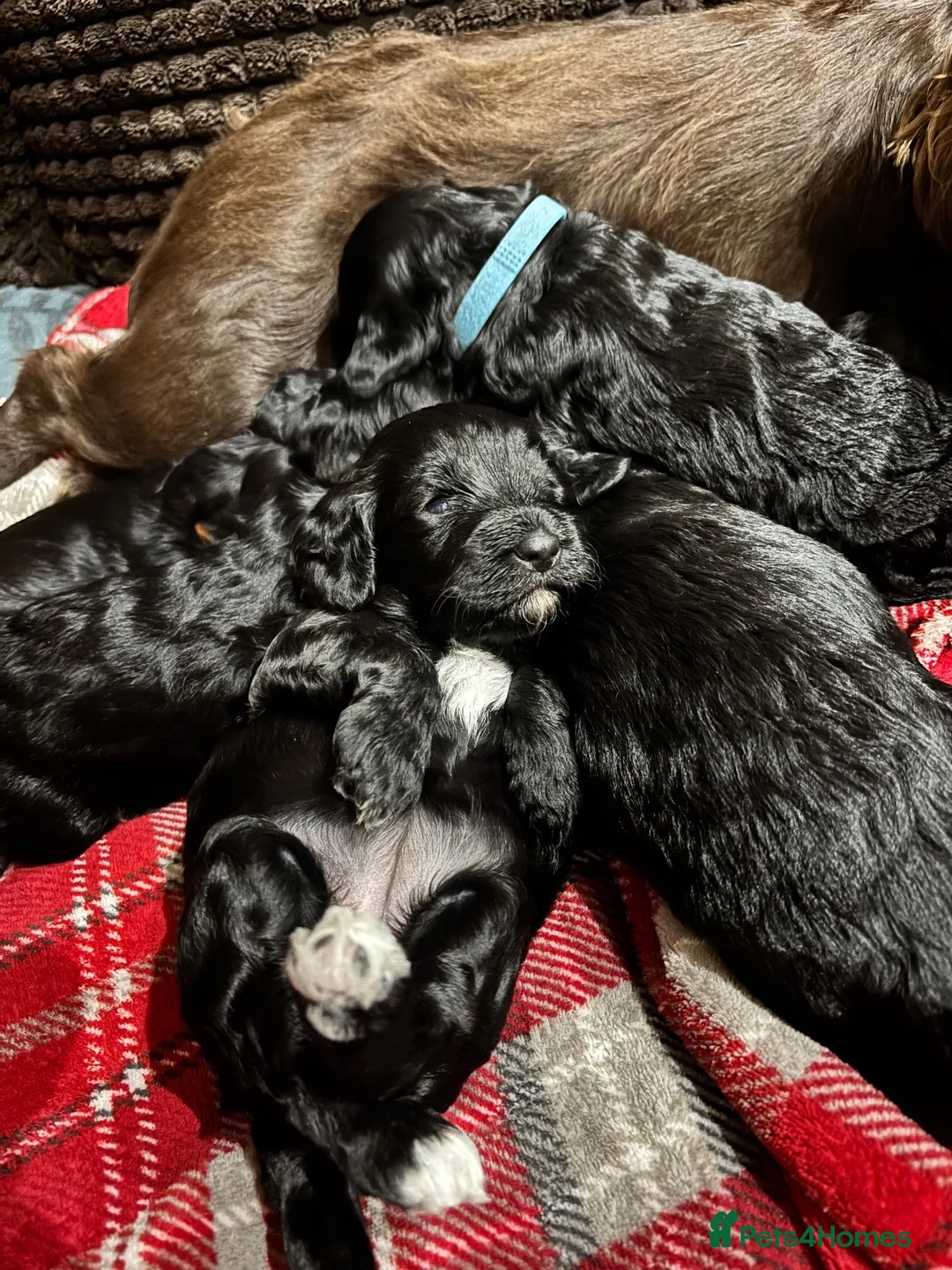 Cockapoo dogs for sale: Miniature f1 cockerpoo’s  - Advert 2