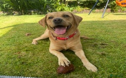 Labrador Retriever dogs for stud: 4 Year Old Fox Red Labrador Retriever  - Image 4