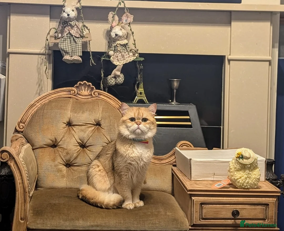 British Shorthair cats for sale: Tom perfect creation  - Advert 1