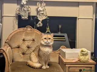 British Shorthair cats Tom perfect creation - Advert 1