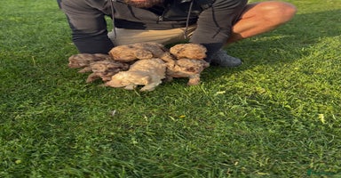 Cockapoo dogs - Advert 8