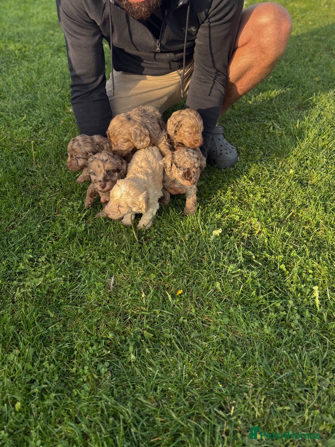 Cockapoo dogs for sale: American cockapoo - Image 3