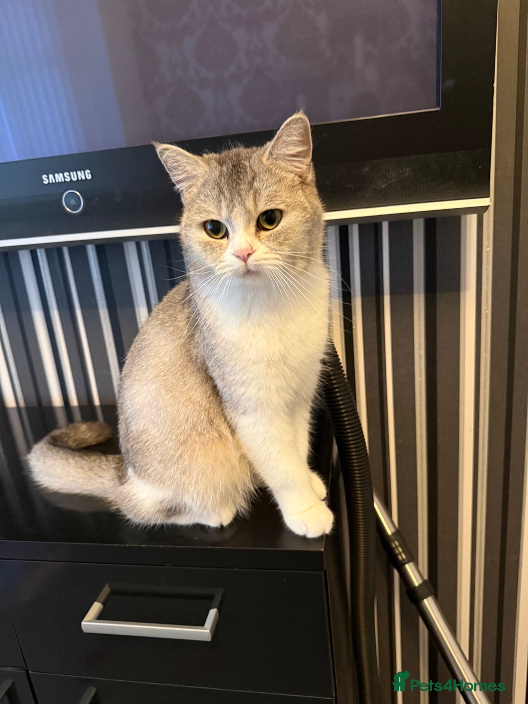 British Shorthair cats for sale: british shorthair  - Advert 4