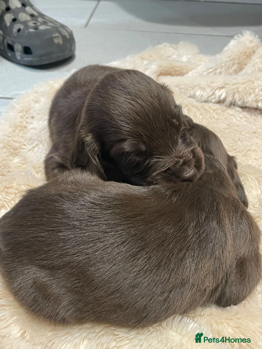 Sprocker dogs for sale: Sprocket Puppys  - Advert 2