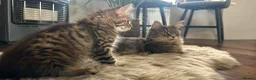 Maine Coon cats for sale: Beautiful Maine Coon Kittens for Sale - Advert 16