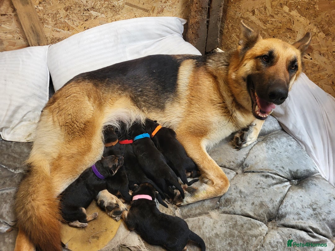 German Shepherd dogs for sale: German Shepherd puppy for sale - Image 22