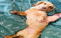 Miniature Dachshund dogs for sale: Long Haired Miniature Long Haired Cream Dachshund - Image 2